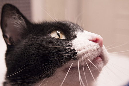 大脸猫有警示表达式的黑白猫眼睛短毛短发黑色家猫胡须毛皮宠物猫咪黑与白背景