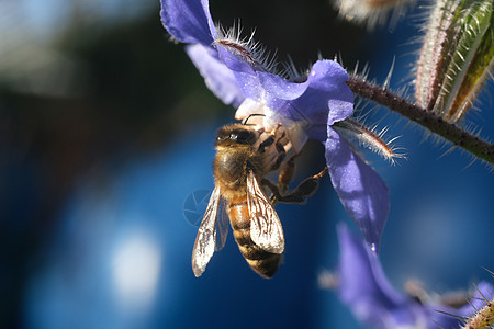风扇和花朵蓝色花朵的蜜蜂吸血 美丽的蓝色野马风扇宏观花蜜植物药品草本草本植物绿色花瓣背景