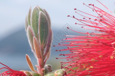 位于花园的Callistema花朵照片洗瓶花瓣红色灌木柑桔宏观刷子植物学植物群植物图片