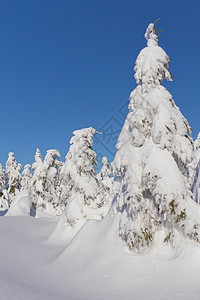 雪覆盖山和树木的冬季风景森林环境美丽全景云杉顶峰阳光季节童话天空图片