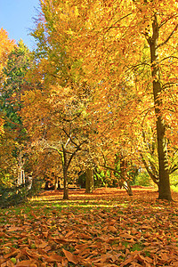 在公园的秋天阳光风景环境场景森林叶子金子晴天太阳木头图片