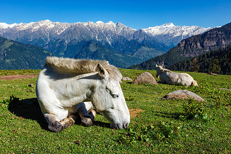 山中马匹 印度喜马恰尔邦饲料场地绿色农业牧场风景山脉草甸家畜农作物图片