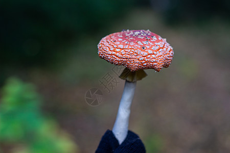 野生的红蘑菇在手 蘑菇喷发食物毒蝇毒菌菌类宏观树叶叶子苔藓橙子地面图片