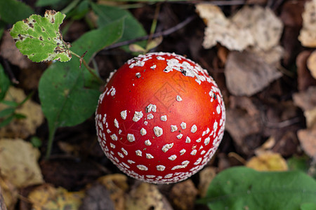 秋天的蘑菇在秋天的森林中喷发 特写了苍蝇的香菇菌类季节橙子苔藓危险生物学生长侏儒宏观生物图片