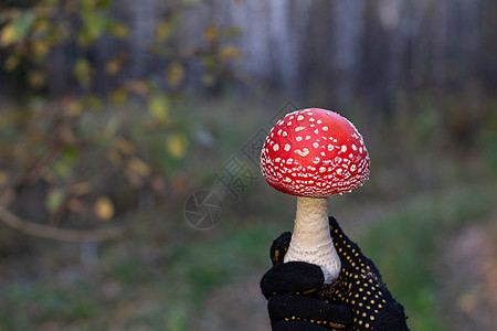 野生的红蘑菇在手 蘑菇喷发宏观森林地面树叶危险苔藓生物学菌类毒蝇橙子图片