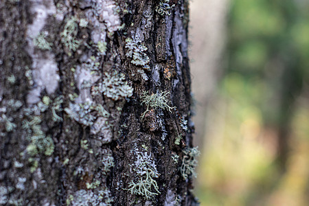树上的苔藓 蘑菇采摘 在树林里散步宽慰环境宏观树干植物蕨类叶子树桩木材森林图片
