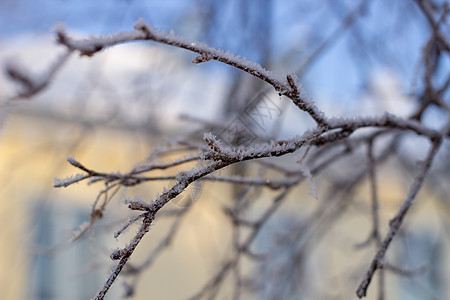 雪 在树枝上霜冻 在冬天背景季节阳光寒意冻结植物蓝色水晶天气太阳天空图片
