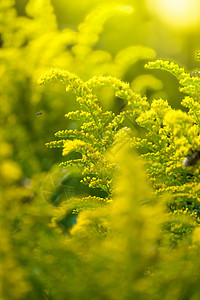 美丽的黄色金色花朵和蜜蜂昆虫阳光植物绿色医疗草本花园晴天花序蜜汁图片