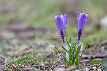 青春初春 一朵紫椰子花的紧贴 在一片绿草旁等着蜜蜂叶子植物群宏观花束野花公园场景草地紫色藏红花图片