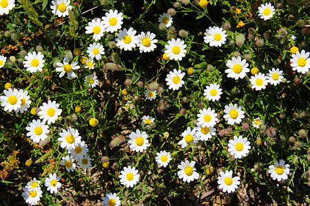 一群菊花 背景 葡萄牙的贝贾图片