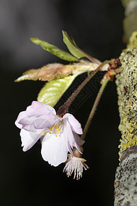 新的日本樱花花 从主干箱里长出植物群花瓣宏观植物季节叶子苹果树花园天空樱花图片