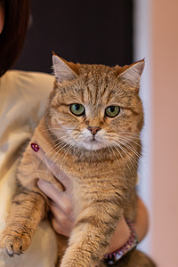 女孩怀里抱着一只猫 一只漂亮的猫坐在他的手上 女孩怀里的猫图片