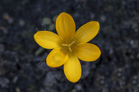 在黑暗土壤背景下 紧闭黄色和金色的椰子花自然高清图片素材