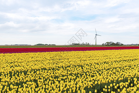 荷兰农村景观 其背景为黄色和红色郁金香树泡球场和风力涡轮机房子季节植物群发电机灯泡植物种植园农场蓝色场地图片