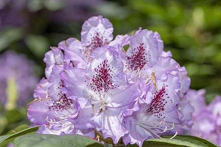 在明亮的春光照耀下 紫色罗多德伦花朵开花叶子养殖灌木丛花艺花园花卉观赏植物学百合玫瑰图片