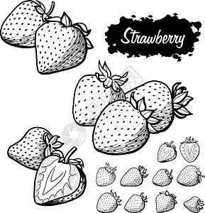 草莓矢量绘图集 单手绘制绘画浆果食物饮食叶子草图收成手绘团体农业图片