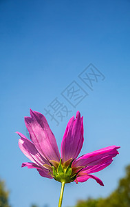 白昼和蓝天空背景的花朵 花朵在鲜花田中背景图片