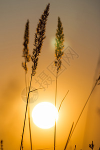 美丽的夕阳照耀着草地植物乡村植物群季节天空橙子太阳日落阳光环境背景图片