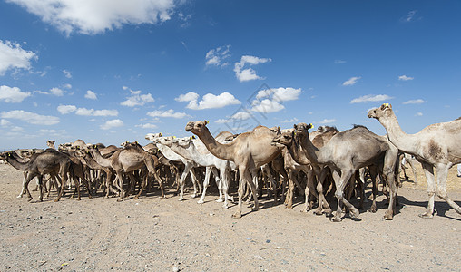 在非洲市场上的龙头骆驼眼睛驼峰旅行沙漠哺乳动物单峰贸易文化脖子身体图片