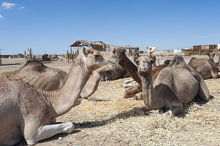 在非洲市场上的龙头骆驼哺乳动物旅行沙漠脖子单峰眼睛驼峰身体文化动物图片