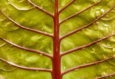 叶子浅绿色红色茎的纤维与水滴图片