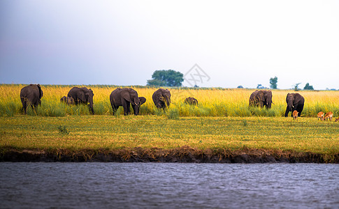 博茨瓦纳乔贝国家公园大象放牧牧养群图片