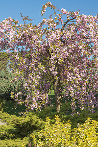 花园中粉红樱花树图片