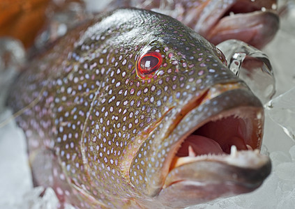 冰上新鲜鱼群鼠属钓鱼展示红色珊瑚餐厅眼睛牙齿图片
