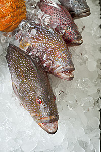 冰上新鲜鱼群展示鼠属牙齿眼睛珊瑚钓鱼红色餐厅图片