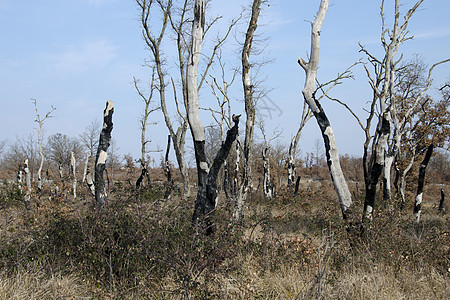 燃烧林后果荒野损害环境烧伤森林黑色灾难松树木头图片
