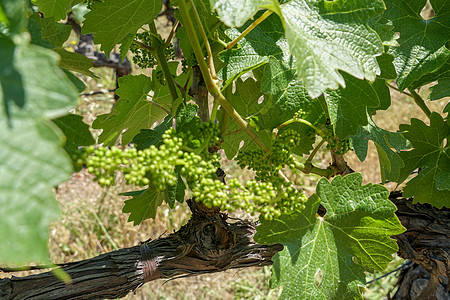 纳帕谷葡萄园的葡萄酒葡萄厂附近栽培藤蔓植物种植园酒厂生长农业酒精发芽农村图片