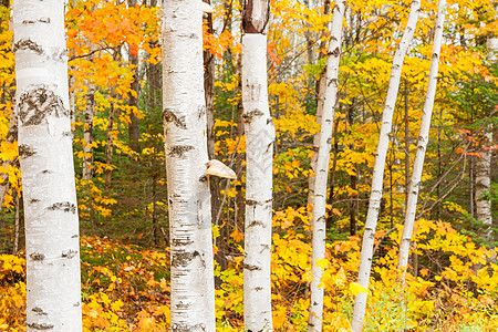 新英格兰的明亮白色树干 和辉煌的落地颜色桦木天空环境森林旅行地点叶子旅游形象树木背景