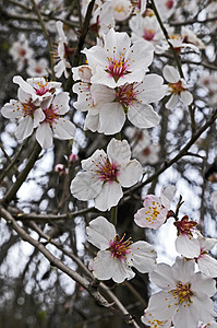 紧贴着鲜花的杏仁花朵白色农村图片