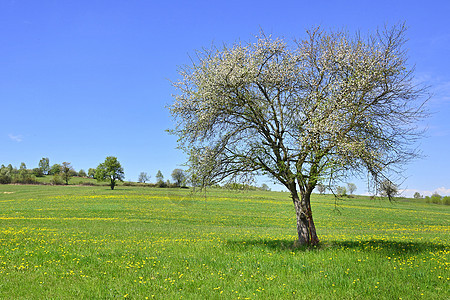 春天在田地上闪光的树苗花瓣场景牧场场地蓝色果园风景环境生长草地图片