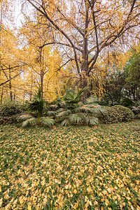 秋天在公园的黄色树叶图片