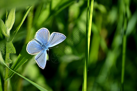 绿色草原上的蓝蝴蝶图片
