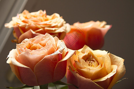 花园中的橙玫瑰花花束婚礼花朵花瓣植物玫瑰黄色植物群图片