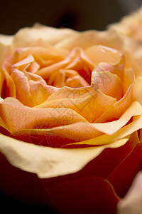 花园中的橙玫瑰花花朵花束婚礼黄色植物群花瓣玫瑰植物图片