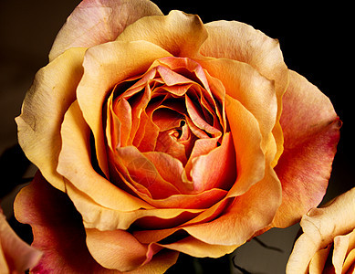 花园中的橙玫瑰花植物植物群婚礼花朵玫瑰黄色花瓣花束图片