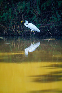 En Afek自然保护区水中的Ibis鸟类图片