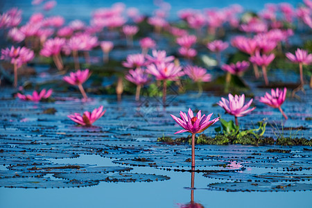 泰国Udonthani粉红莲和红莲湖池塘植物群反射叶子植物天堂热带水池异国情调图片