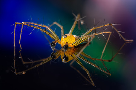 宏蜘蛛黄色背景色彩多彩绿色山猫昆虫宏观背景图片