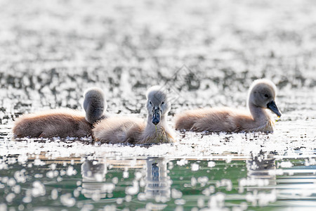 在池塘的春天 野鸟哑巴天鹅鸡翅膀鸟类家庭野生动物母亲脖子荒野晴天天鹅动物图片
