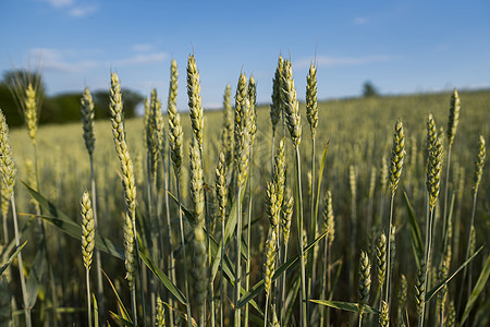青绿小麦田 开裂耳朵小麦 农业 自然产品 风景景观场景生长草地土地种子谷物阳光农场玉米蓝色图片