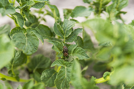 科罗拉多甲虫在花园的一块土豆灌木丛上 一种对农业很危险的害虫蛴螬贪婪天线漏洞种皮衬套强迫症场地文化昆虫图片