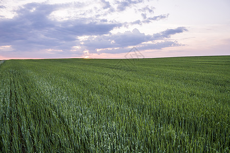 绿色燕麦耳朵 晚上在黄昏的天空中田里种植小麦农业自然产品植物群植物学粮食玉米培育种子文化稻草生长植物图片