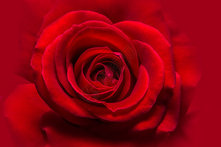 背景宏观红玫瑰花红色背景图片