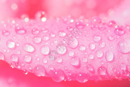 玫瑰花瓣水滴的宏观背景粉色花瓣图片