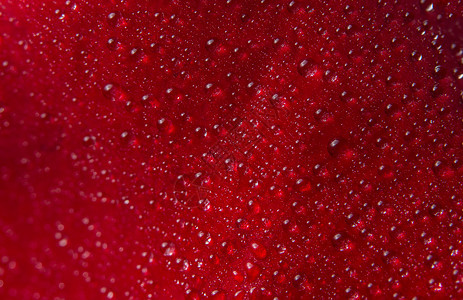 红玫瑰花瓣上水滴的宏观背景红色图片