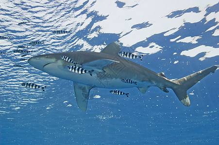 海洋白潮鲨在海中长尾尾部尾巴身体软骨捕食者胸饰海洋白鳍领航图片